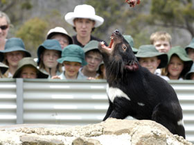 Tasmania Zoo - Accommodation Airlie Beach